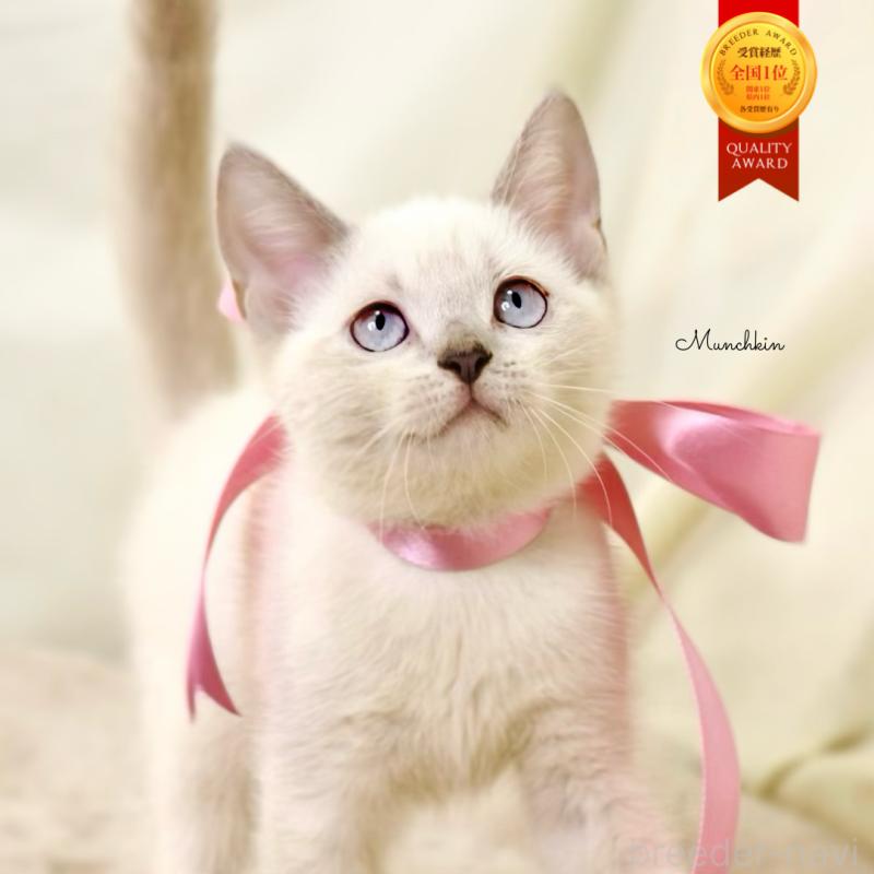 商談中の栃木県のマンチカン-128959の1枚目