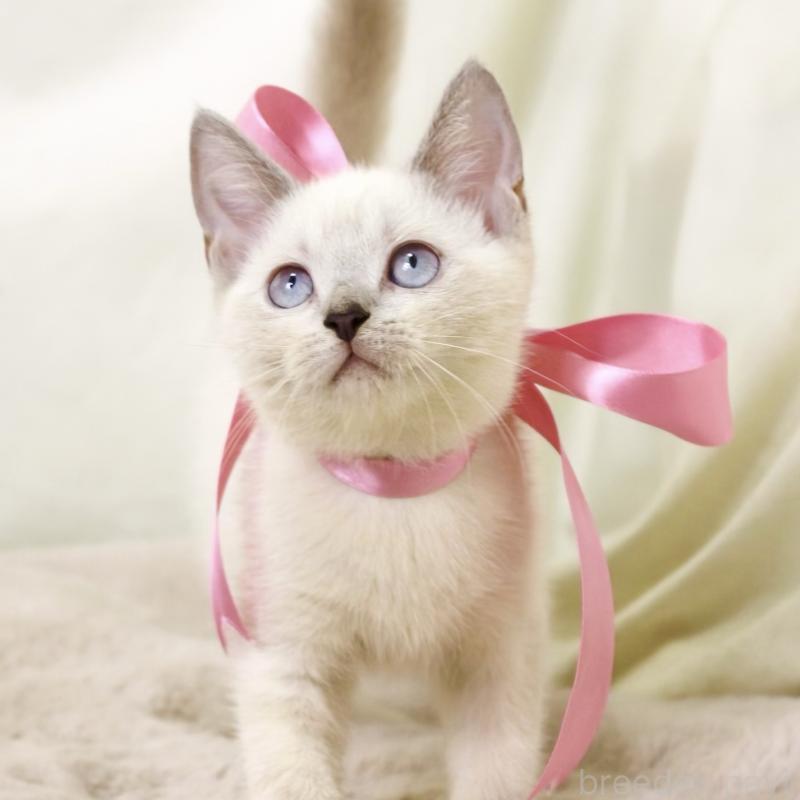 商談中の栃木県のマンチカン-128959の10枚目