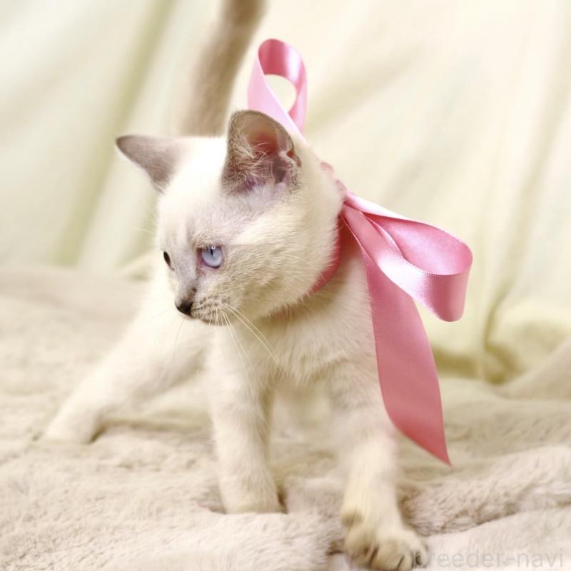 商談中の栃木県のマンチカン-128959の9枚目