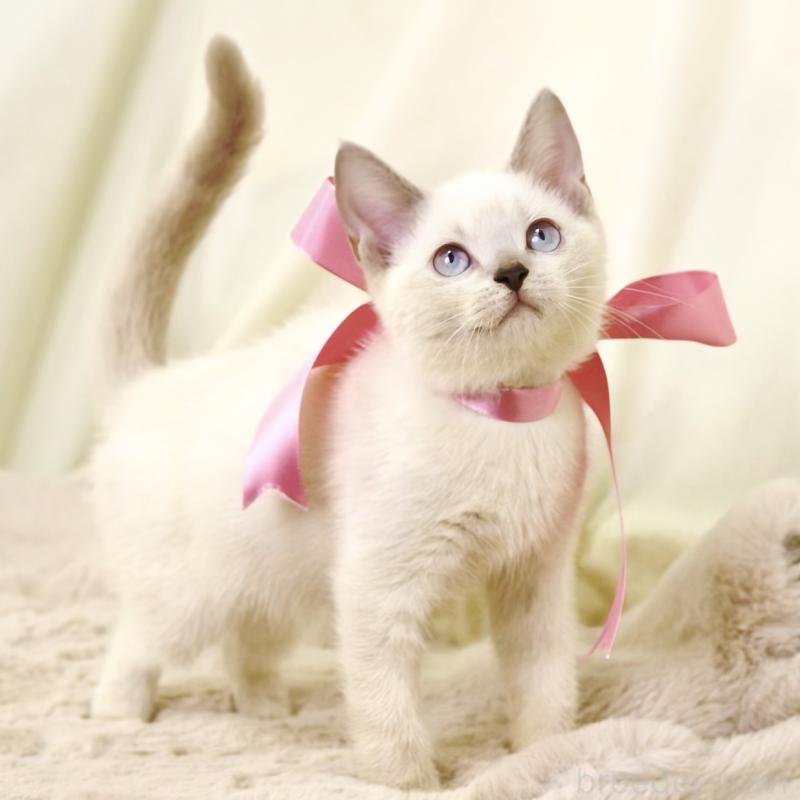 商談中の栃木県のマンチカン-128959の8枚目