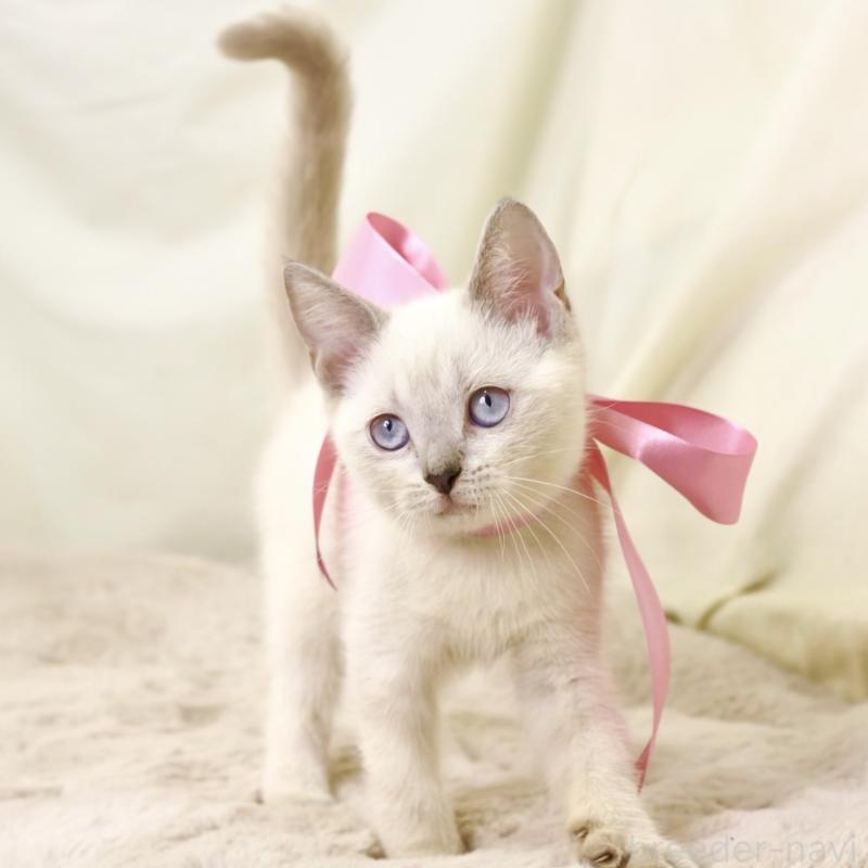 商談中の栃木県のマンチカン-128959の7枚目