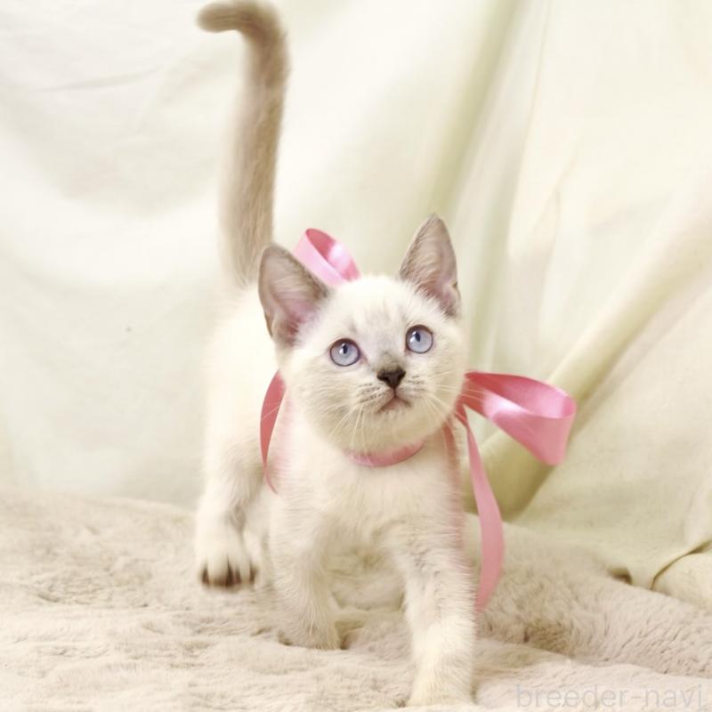 商談中の栃木県のマンチカン-128959の6枚目