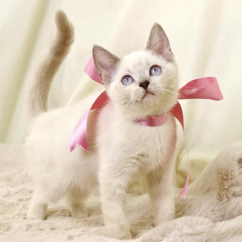 商談中の栃木県のマンチカン-128959の5枚目