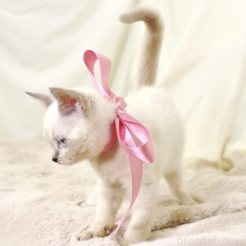 商談中の栃木県のマンチカン-128959の4枚目