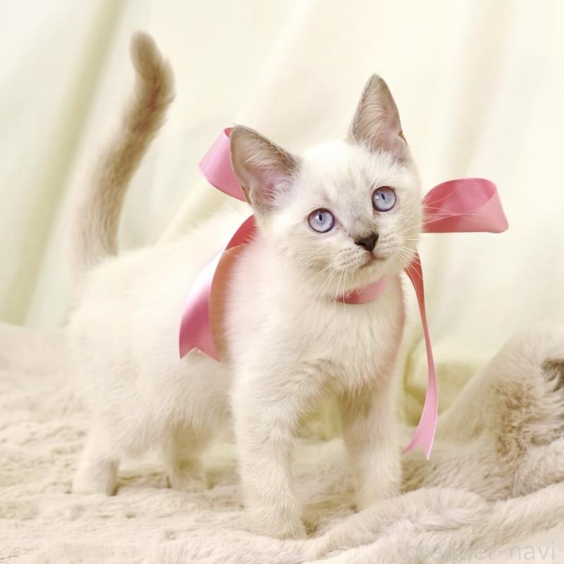 商談中の栃木県のマンチカン-128959の3枚目