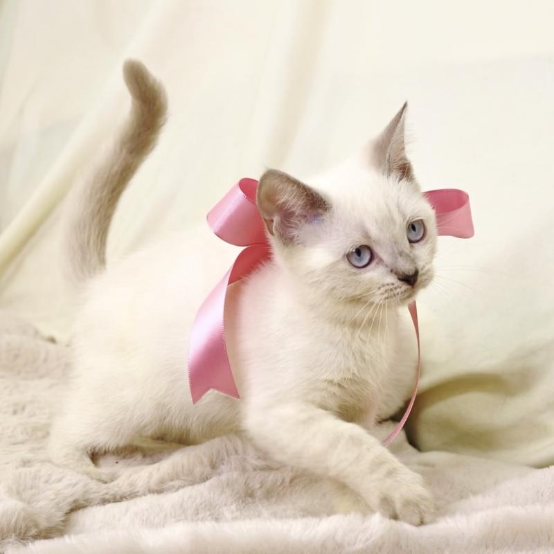 商談中の栃木県のマンチカン-128959の2枚目