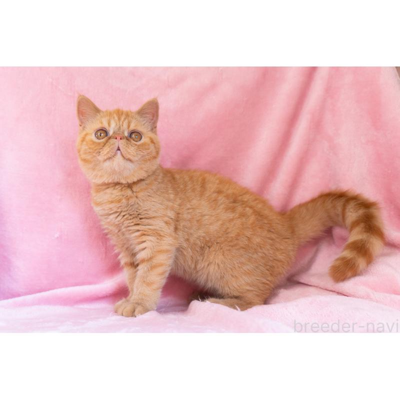 成約済の東京都のエキゾチックショートヘア-123466の5枚目