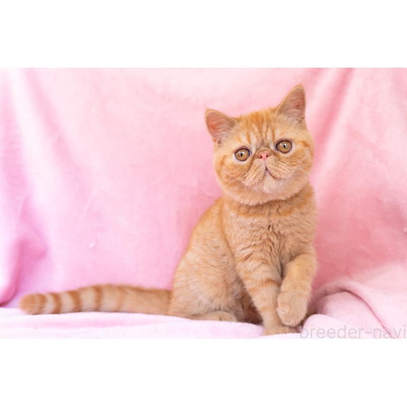 成約済の東京都のエキゾチックショートヘア-123466の4枚目