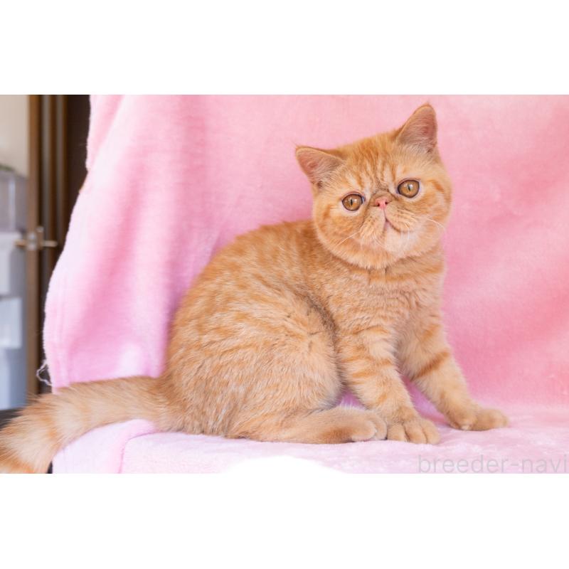 成約済の東京都のエキゾチックショートヘア-123466の3枚目