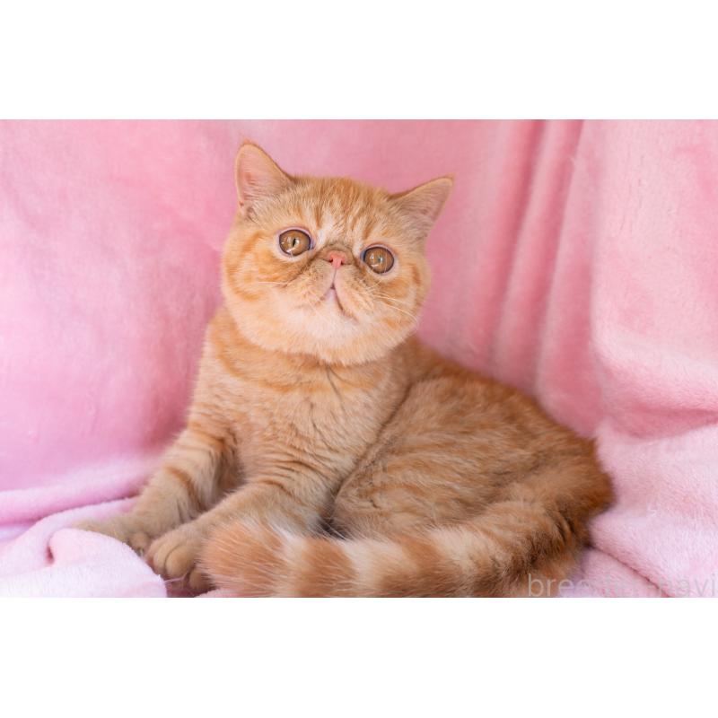 成約済の東京都のエキゾチックショートヘア-123466の2枚目