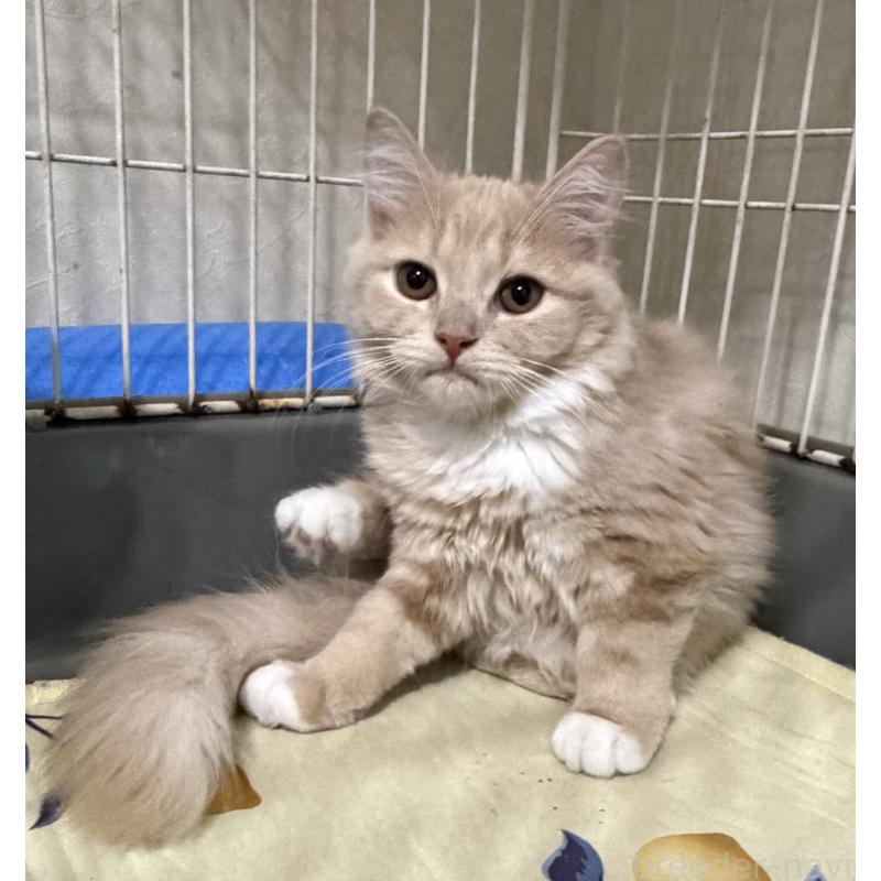 販売中の埼玉県のスコティッシュフォールド-124872の7枚目