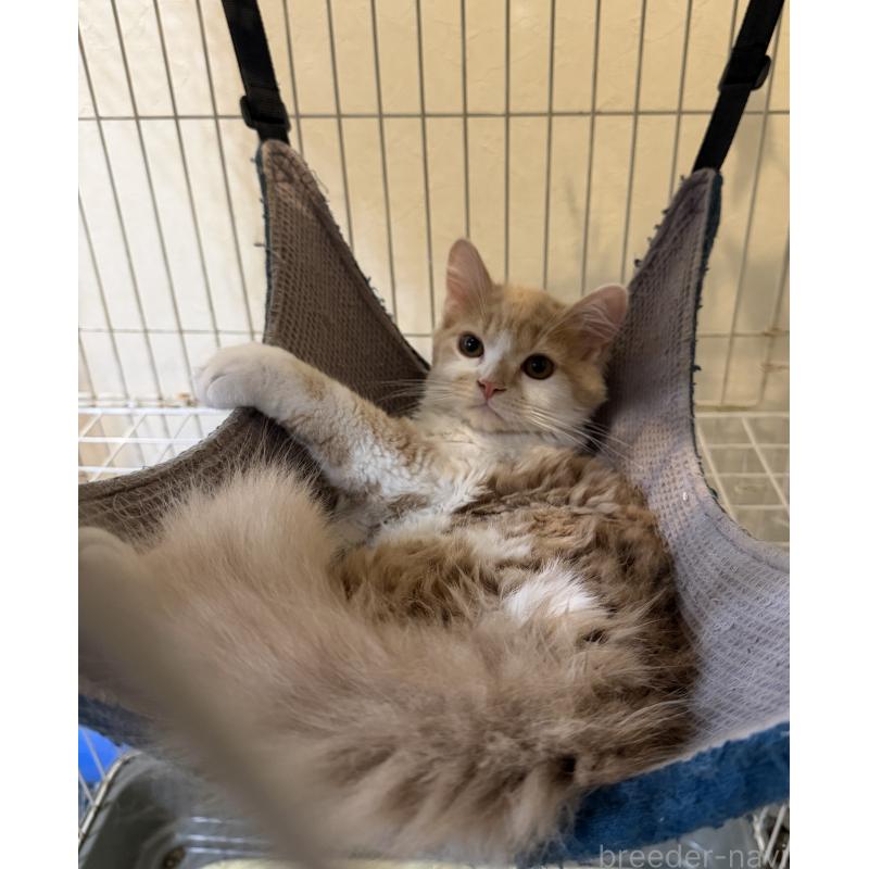 販売中の埼玉県のスコティッシュフォールド-124878の6枚目