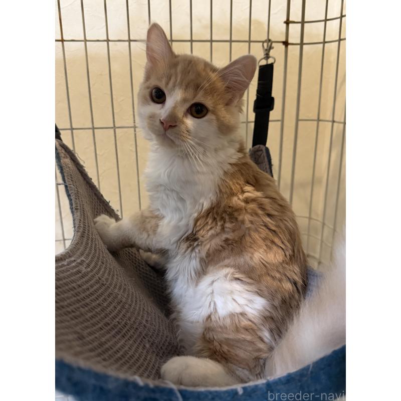 販売中の埼玉県のスコティッシュフォールド-124878の5枚目