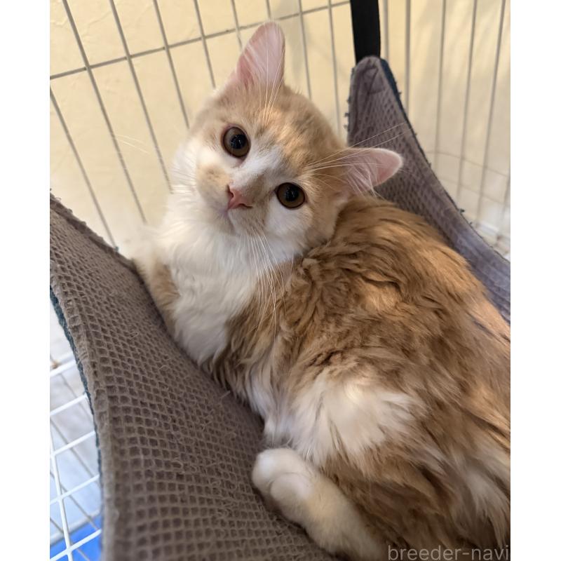 販売中の埼玉県のスコティッシュフォールド-124878