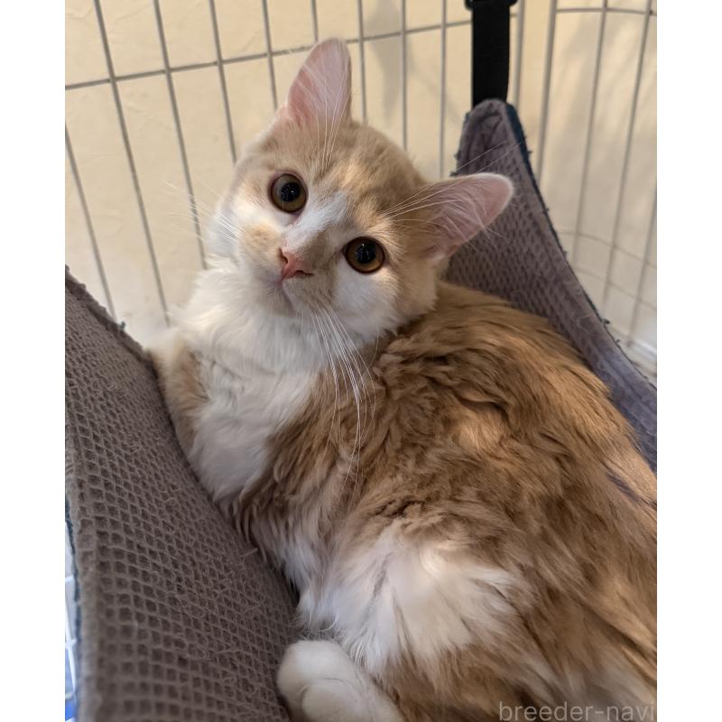 販売中の埼玉県のスコティッシュフォールド-124878の4枚目