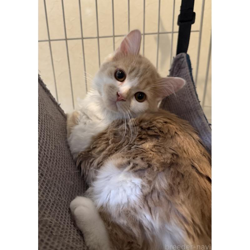 販売中の埼玉県のスコティッシュフォールド-124878の3枚目