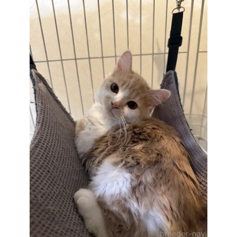 販売中の埼玉県のスコティッシュフォールド-124878の2枚目