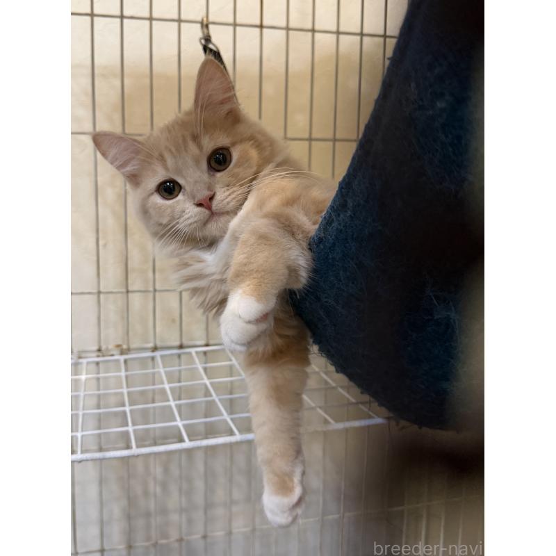 販売中の埼玉県のスコティッシュフォールド-124872の6枚目