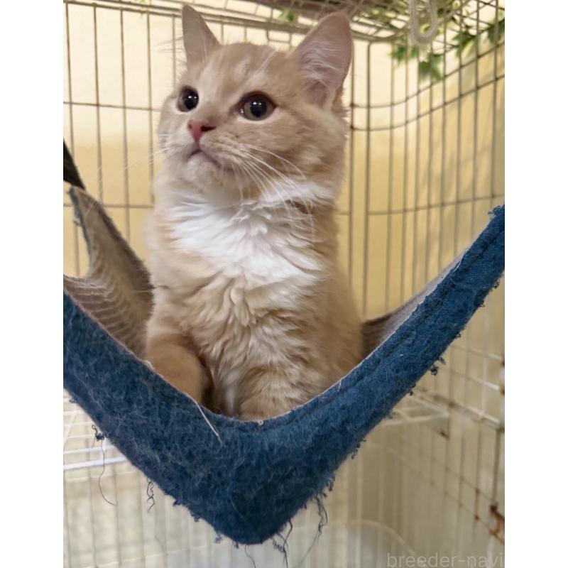 販売中の埼玉県のスコティッシュフォールド-124872の5枚目