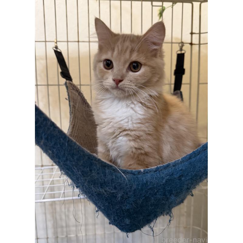 販売中の埼玉県のスコティッシュフォールド-124872の4枚目