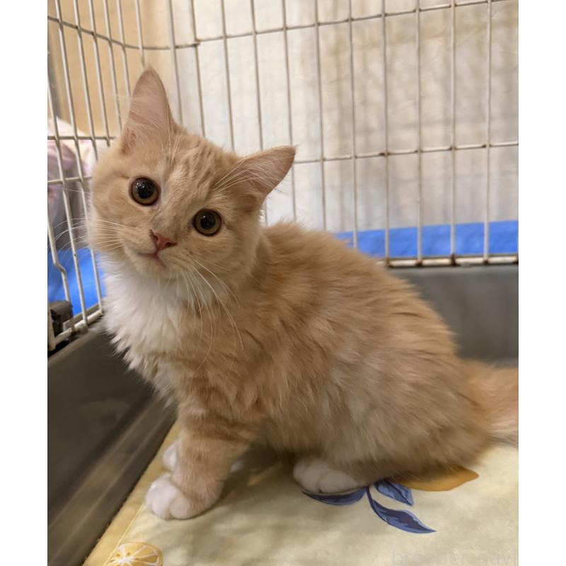 販売中ののスコティッシュフォールド-124872