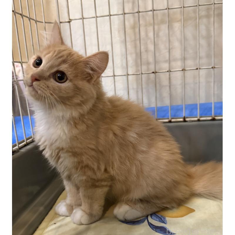 販売中の埼玉県のスコティッシュフォールド-124872の3枚目