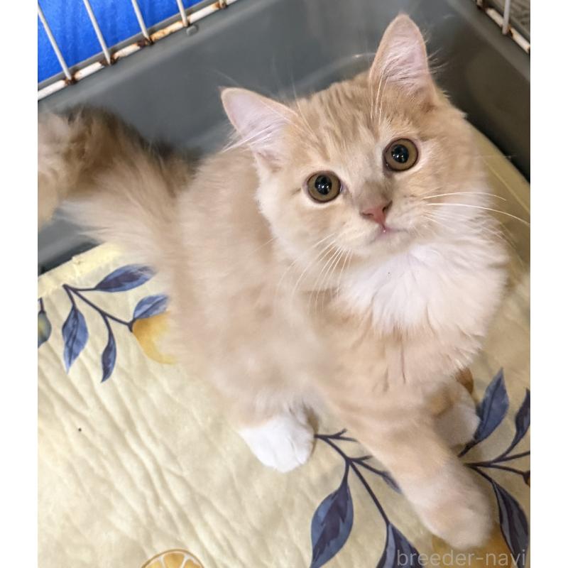 販売中の埼玉県のスコティッシュフォールド-124872の2枚目