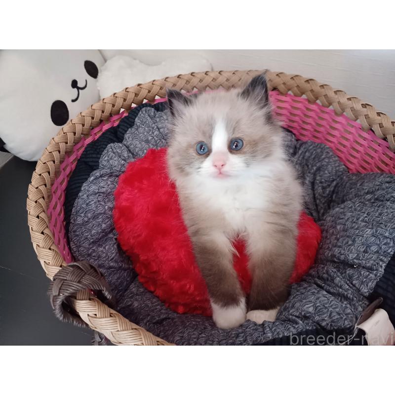 販売中の東京都のラグドール-131379の10枚目