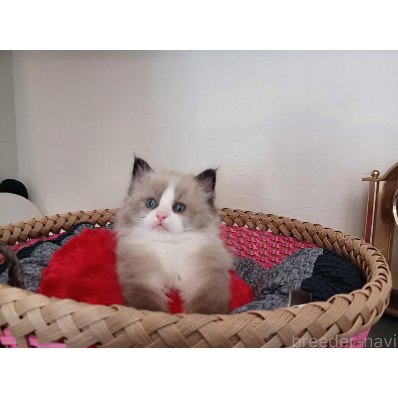 販売中の東京都のラグドール-131379の9枚目