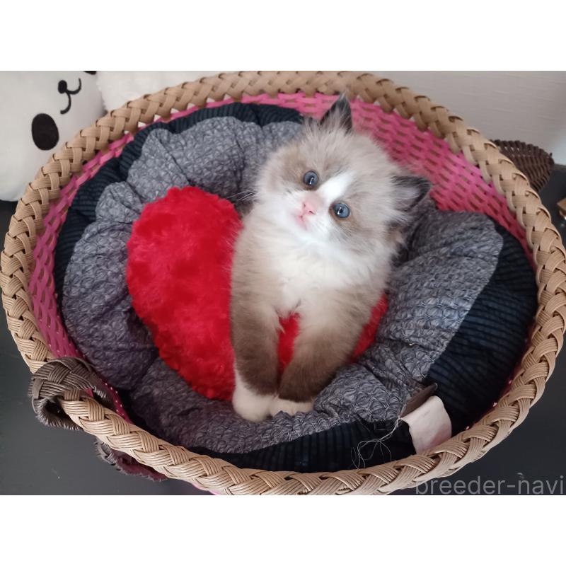 販売中の東京都のラグドール-131379の8枚目