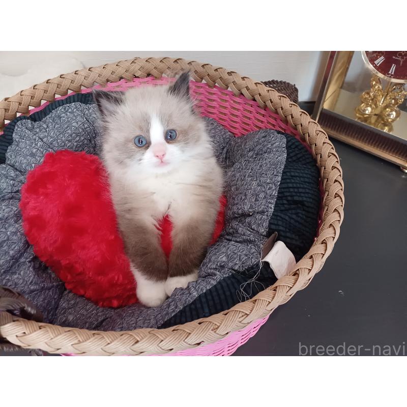 販売中の東京都のラグドール-131379の7枚目