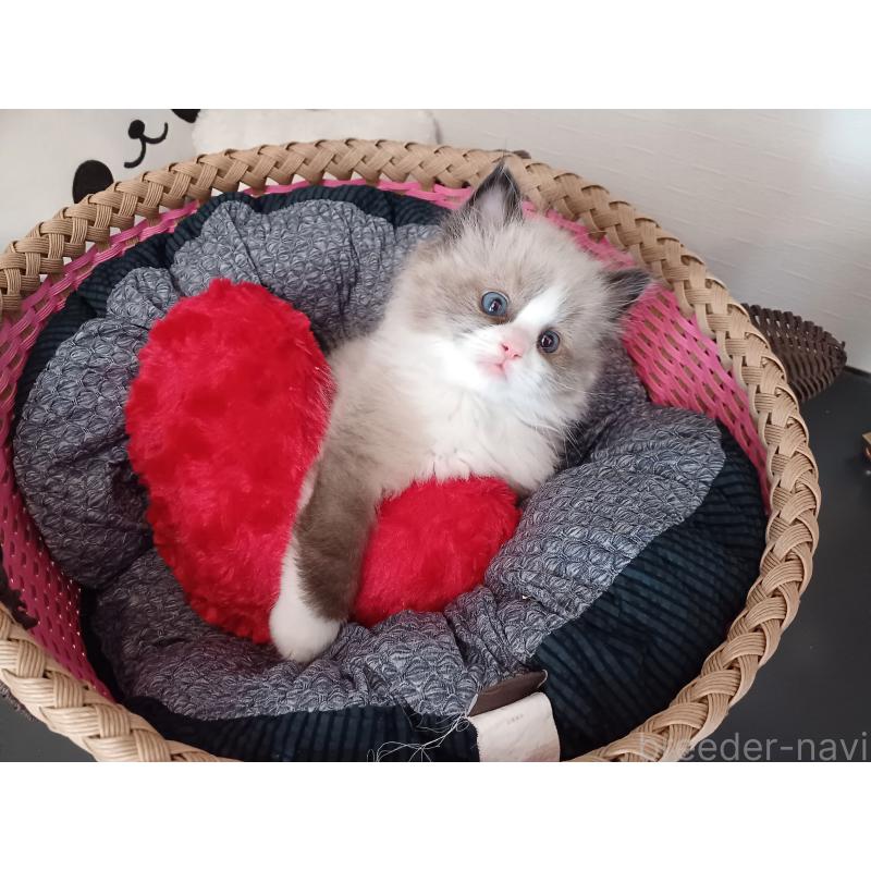 販売中の東京都のラグドール-131379の6枚目