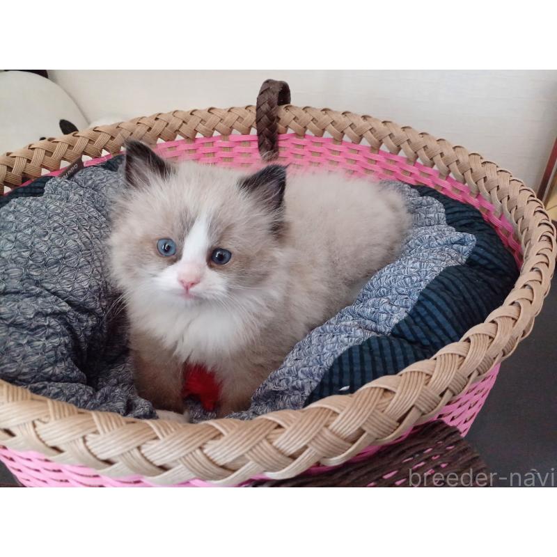 販売中の東京都のラグドール-131379の5枚目