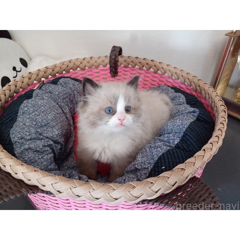 販売中の東京都のラグドール-131379の4枚目