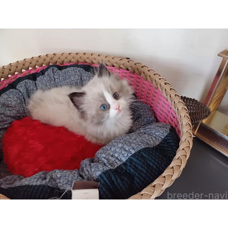 販売中の東京都のラグドール-131379の3枚目