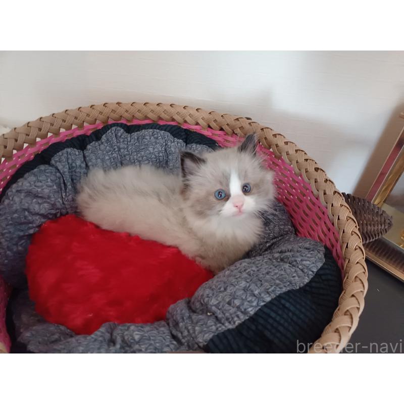 販売中の東京都のラグドール-131379の2枚目