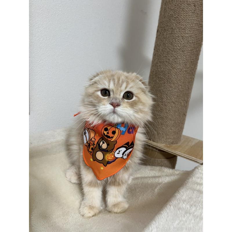 販売中の埼玉県のミヌエット-125480の2枚目