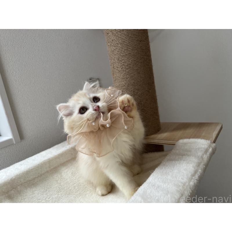 成約済の埼玉県のスコティッシュフォールド-121064の10枚目