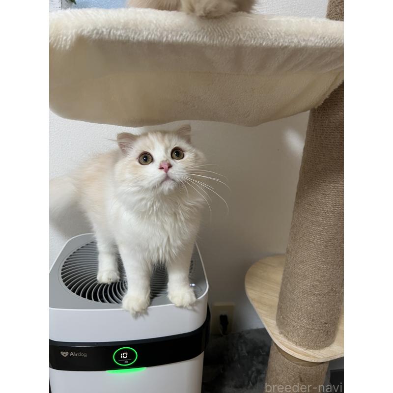 成約済の埼玉県のスコティッシュフォールド-121064の9枚目