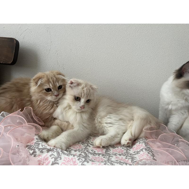 成約済の埼玉県のスコティッシュフォールド-121064の7枚目