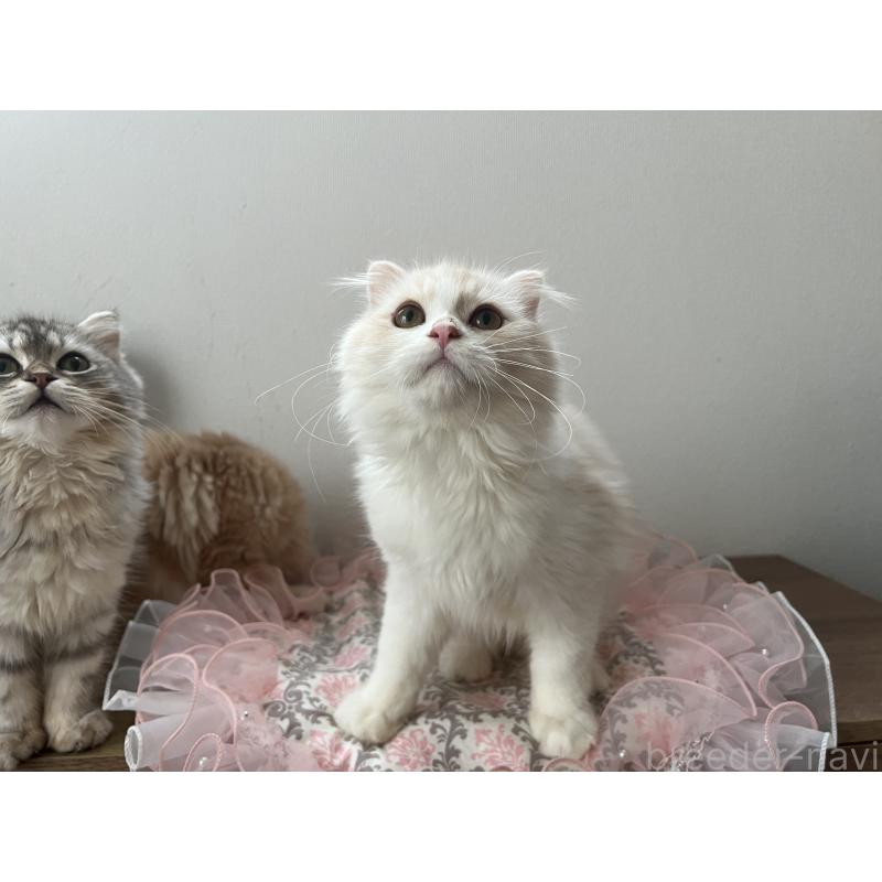 成約済の埼玉県のスコティッシュフォールド-121064の6枚目