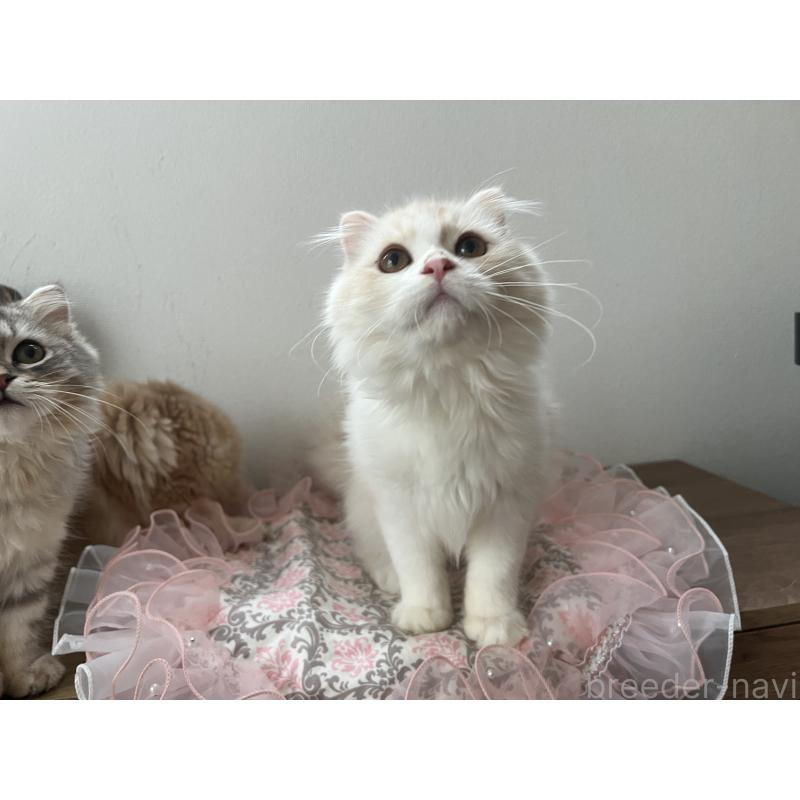 成約済の埼玉県のスコティッシュフォールド-121064の5枚目