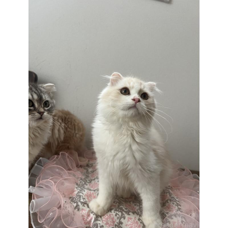 成約済の埼玉県のスコティッシュフォールド-121064の4枚目