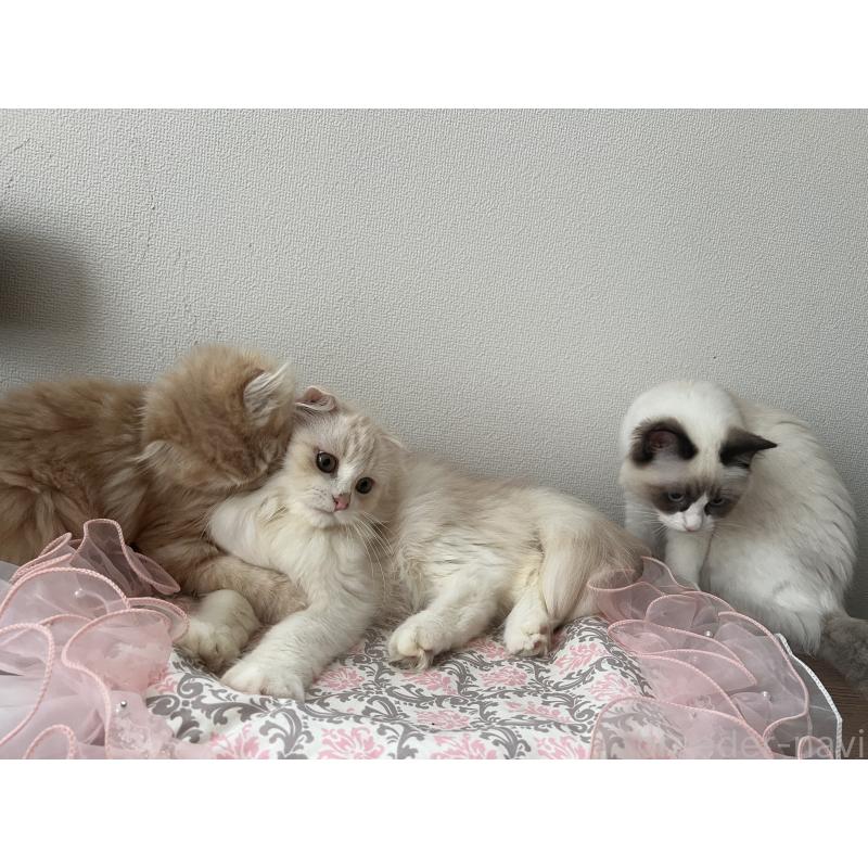 成約済の埼玉県のスコティッシュフォールド-121064の3枚目