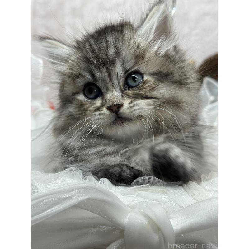 成約済の長野県のマンチカン(短足)-130292の2枚目