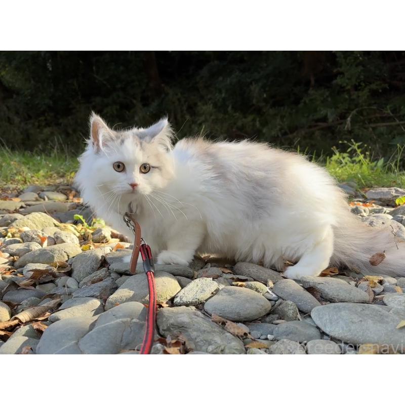 販売中の東京都のサイベリアン-124006の7枚目