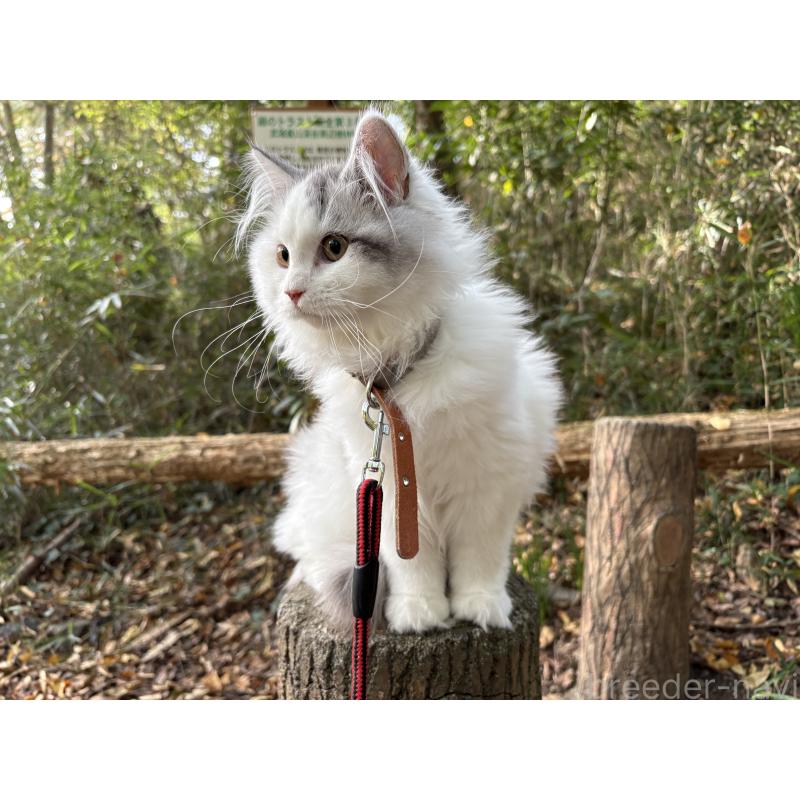 販売中の東京都のサイベリアン-124006の6枚目