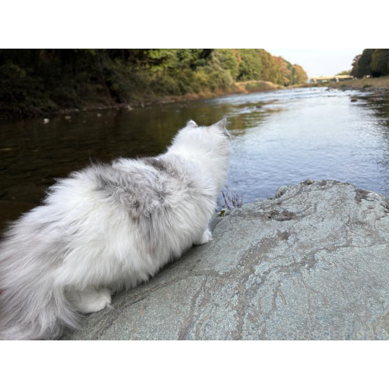 販売中の東京都のサイベリアン-124006