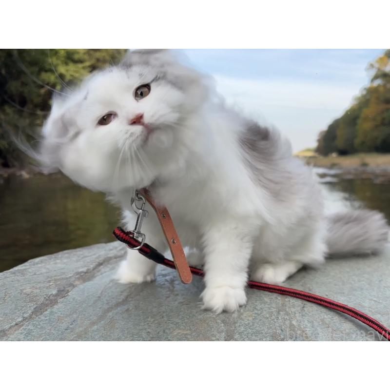 販売中の東京都のサイベリアン-124006の5枚目