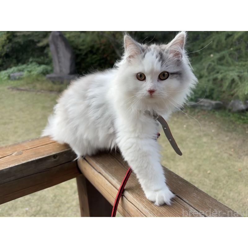 販売中の東京都のサイベリアン-124006の4枚目